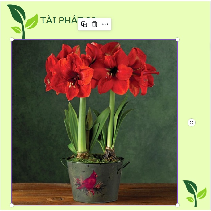 CỦ HOA LAN HUỆ TÂY CÁNH KÉP SIÊU TO