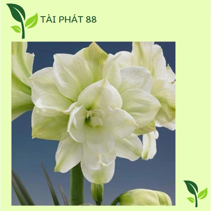 CỦ HOA LAN HUỆ TÂY CÁNH KÉP SIÊU TO