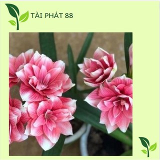 Củ hoa lan huệ tây cánh kép siêu to