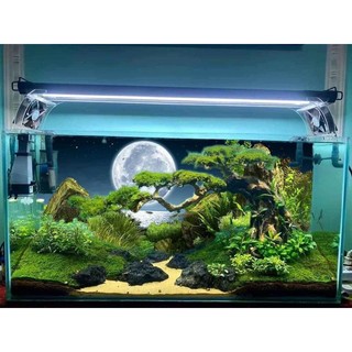 Tranh dán bể cá 3D