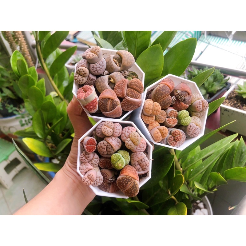 sen đá mong lithops mix