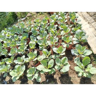 cải rổ 15k