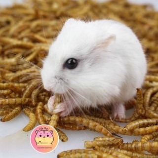 Sâu khô cho hamster, nhím, sóc - Gia Đình Hamster