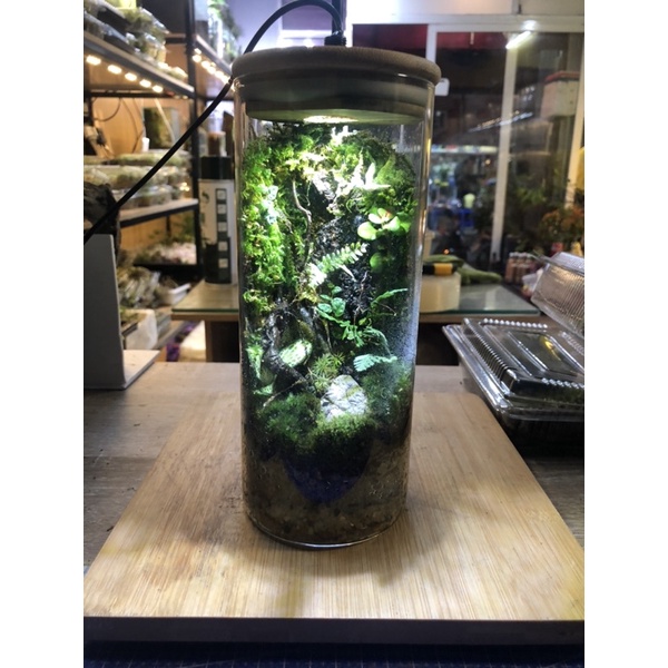 Bình thuỷ tinh terrarium đã setup sẵn mẫu bình trụ