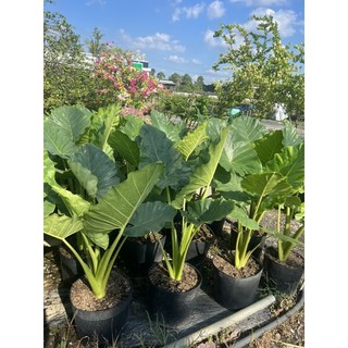 cây rái voi 80cm-1m nguyên chậu c10