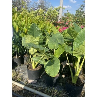 cây rái voi 80cm-1m nguyên chậu c10