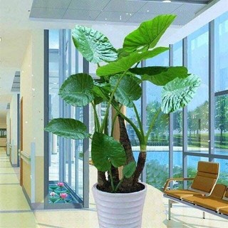cây rái voi 80cm-1m nguyên chậu c10