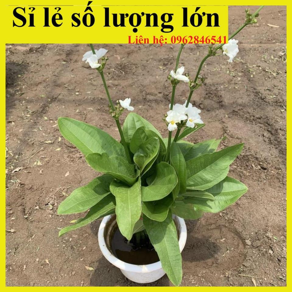 Cây bách thủy tiên cao 30cm, cây thủy sinh nở hoa đẹp, trang trí non bộ, tiểu cảnh hồ cá