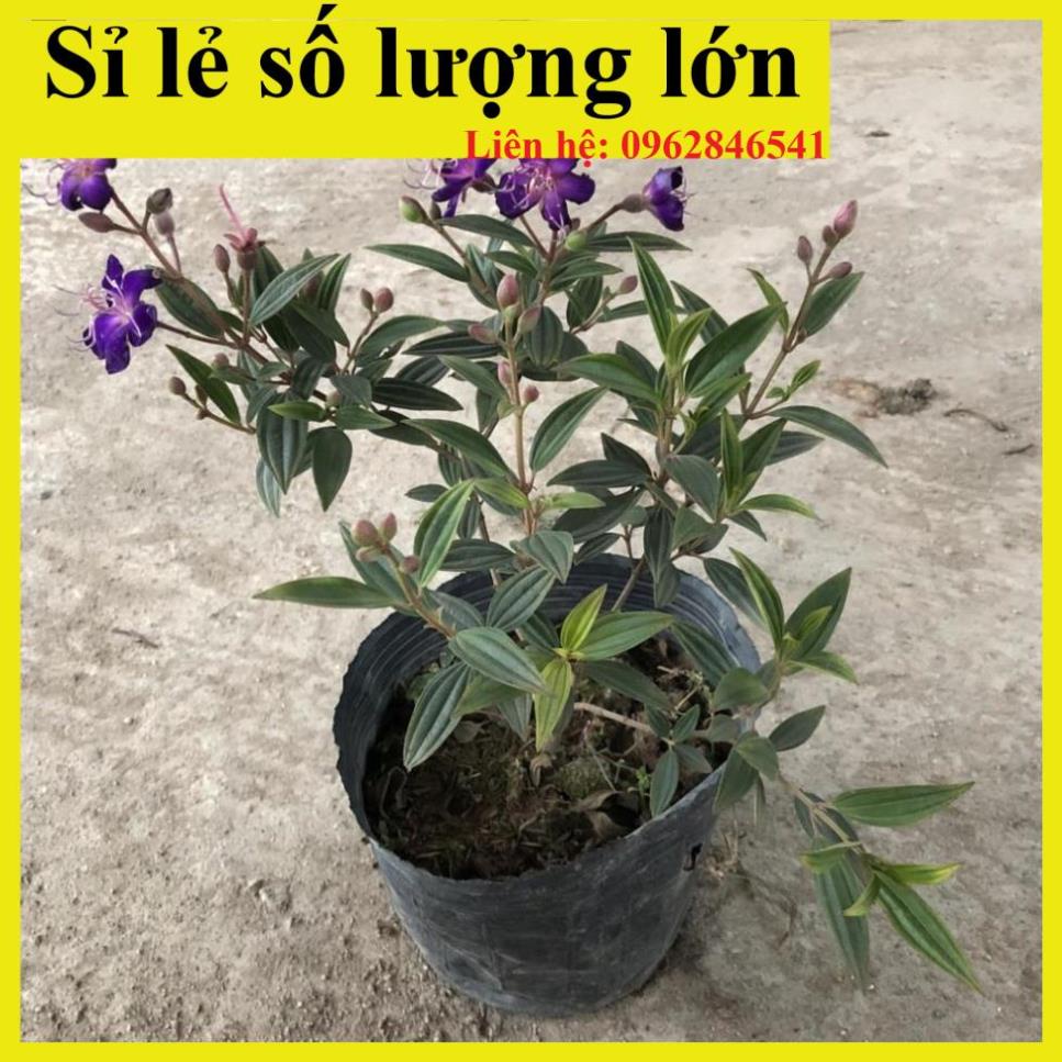 Cây hoa mua thái, sim thái tím, chiều cao 35-40cm, cây nhánh sum suê hoa nở rộ