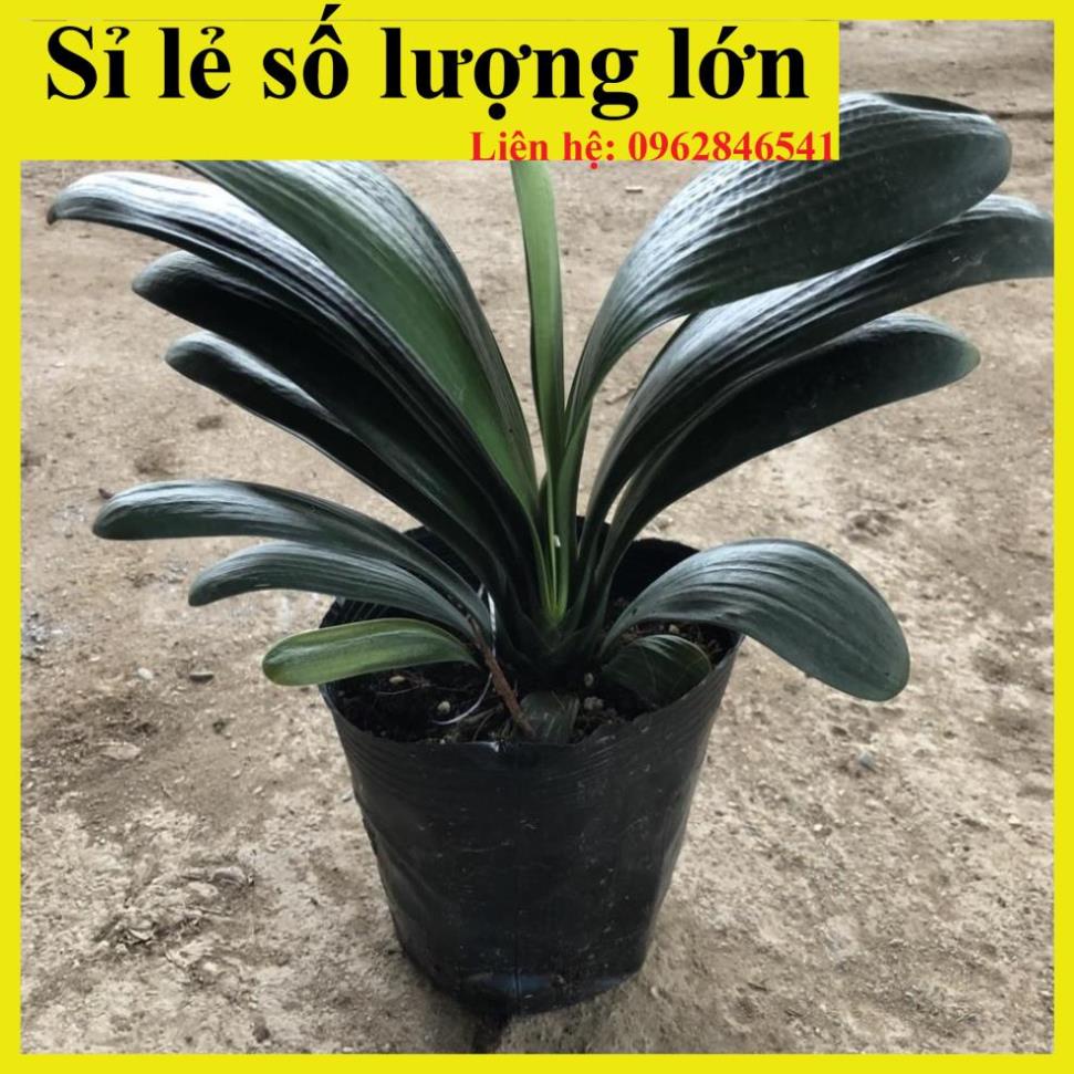 Cây lan quân tử phong thủy để bàn, chiều cao 20cm lá dày