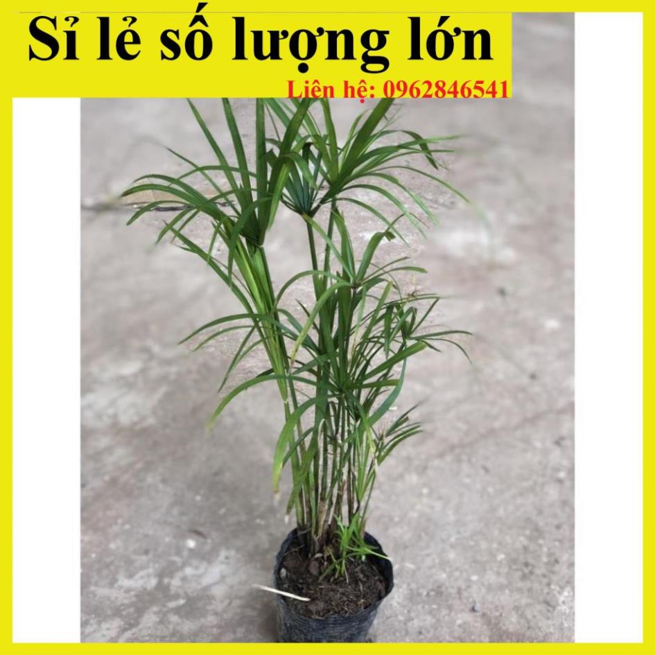 Cây thủy trúc Thái thủy sinh, Cao 30cm