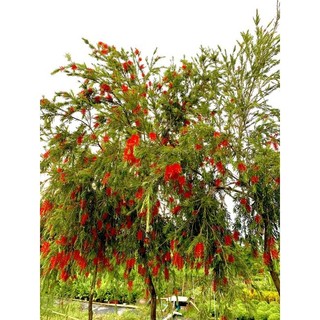 Cây 🌲 Cây  Liễu rũ