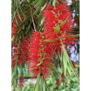 Cây 🌲 Cây  Liễu rũ
