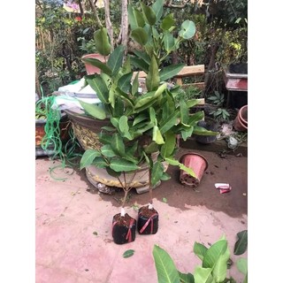 Cây 🌲 Mận Xanh ... trái to☆☆☆☆☆