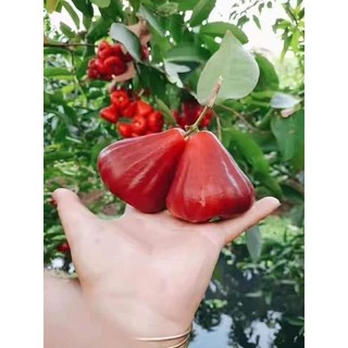 Cây 🌲 Mận đỏ huyết xưa ☆☆☆☆☆