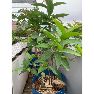 Cây 🌲 Mận đỏ huyết xưa ☆☆☆☆☆