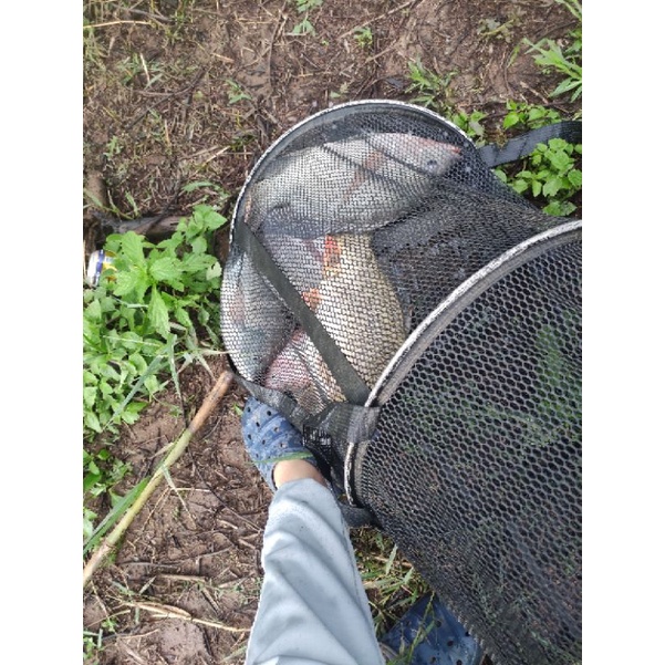 Combo bộ mồi rô phi Lão Quỷ