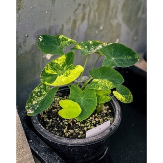 [ Colocasia Yellow Splash ] Tia chớp vàng xinh đẹp