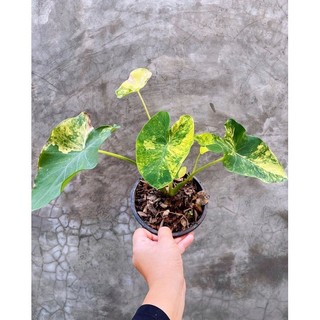 [ Colocasia Yellow Splash ] Tia chớp vàng xinh đẹp