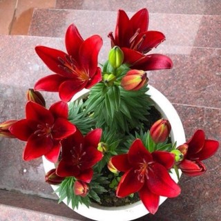 Củ ly lùn trồng hơn 1 tháng có hoa