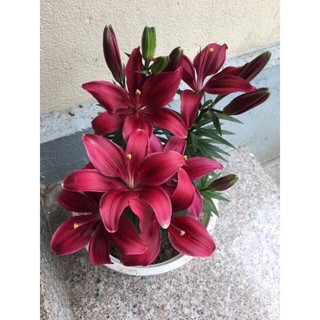 củ ly lùn trồng hơn 1 tháng có hoa (có 7 màu)