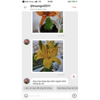 củ ly lùn trồng hơn 1 tháng có hoa (có 7 màu)