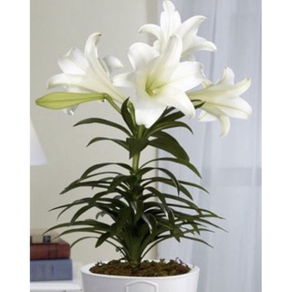 củ ly lùn trồng hơn 1 tháng có hoa (có 7 màu)