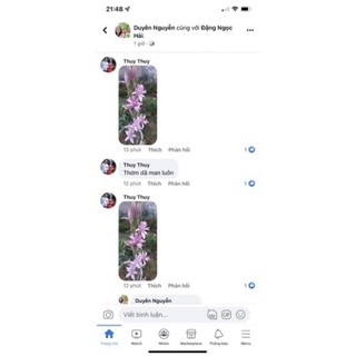 Củ Hoa Huệ Tím Kép Siêu Thơm ( Nhập Khẩu)