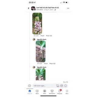 Củ Hoa Huệ Tím Kép Siêu Thơm ( Nhập Khẩu)