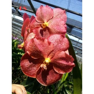 HOA LAN VANDA