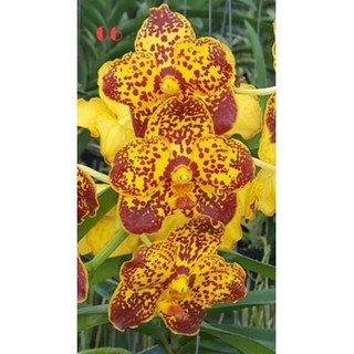 HOA LAN VANDA