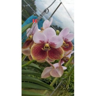 HOA LAN VANDA