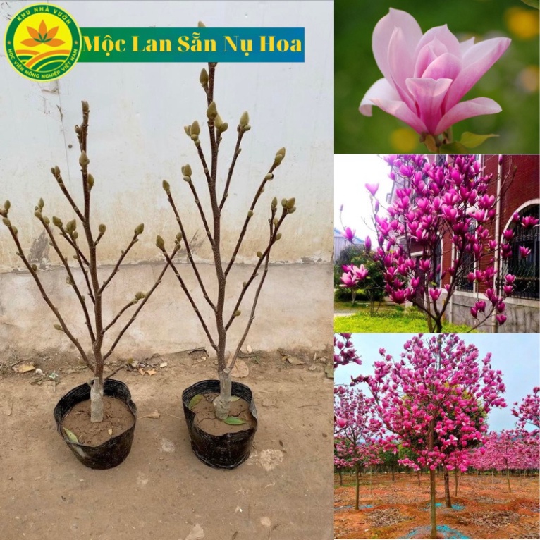 Hoa mộc lan chơi tết, Sẵn Nụ hoa chi chít