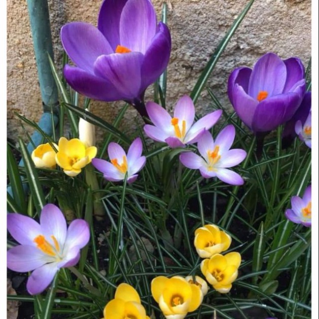 1 Củ hoa nghệ tây saffron