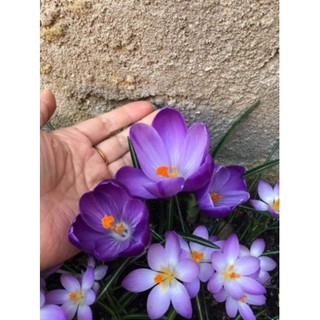 1 Củ hoa nghệ tây saffron