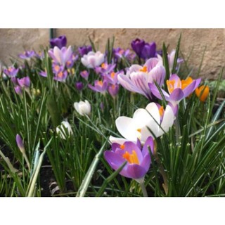 1 Củ hoa nghệ tây saffron