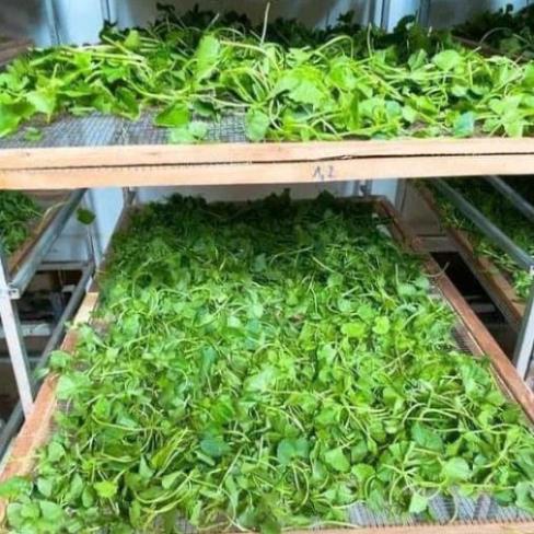 Bột rau má chuẩn nguyên chất mát gan đẹp da 500gr CHÍNH HÃNG