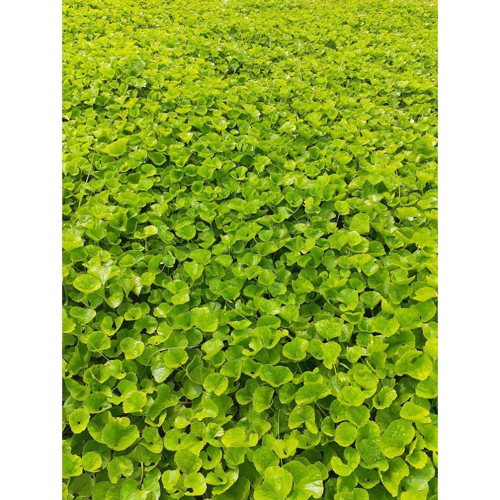 Bột rau má chuẩn nguyên chất mát gan đẹp da 500gr CHÍNH HÃNG