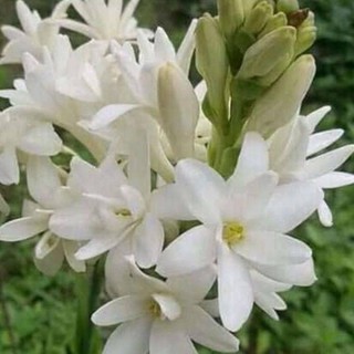HOA LAN HUỆ TA