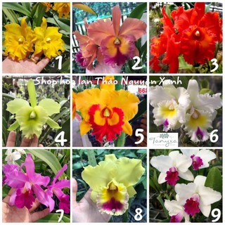 Lan cattleya hoa to nhiều màu sắc hoa thơm ngát cả khu vườn