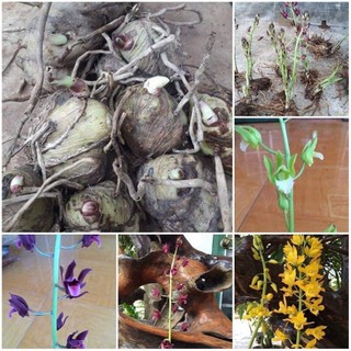 Củ hoa địa Lan luân(1 củ to) HOA TẾT