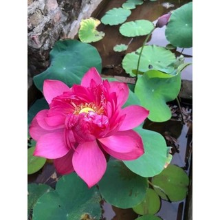 Củ sen đỏ huyết -  Ra hoa sau 4 tháng