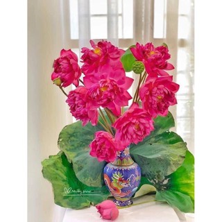 Củ sen đỏ huyết -  Ra hoa sau 4 tháng