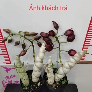 Hoa Lan thiên Nga đột biến(1 củ hình cuối)