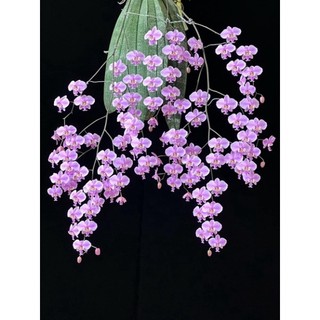 Hoa lan hồ điệp rừng - hồ điệp đá