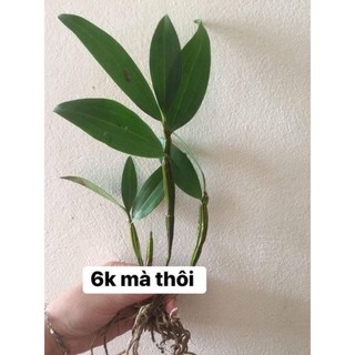 Hoa Lan kiều vàng(1 khóm)
