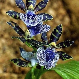 Hoa Lan vũ nữ hàm cá mập chơi Tết