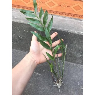Hoa Lan hoàng thảo lụa