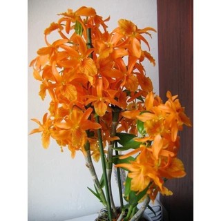Hoa Lan hoàng thảo lụa(1 khóm)