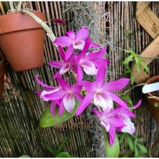 Hoa Lan hoàng thảo lụa(1 khóm)